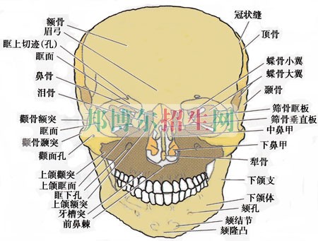 男生讀口腔醫(yī)學怎么樣